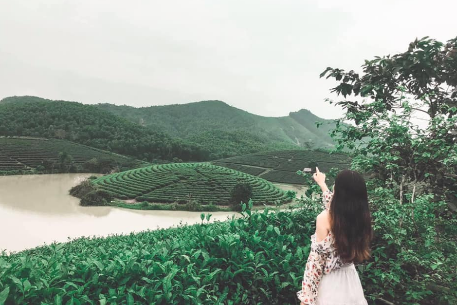 Đồi chè Thanh Chương