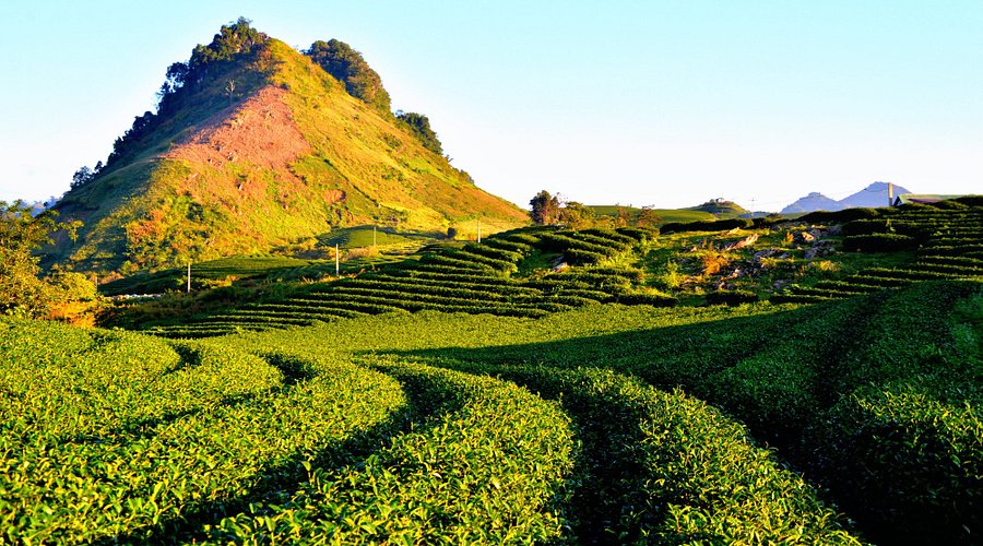 Đồi Chè Trái Tim Mộc Sương