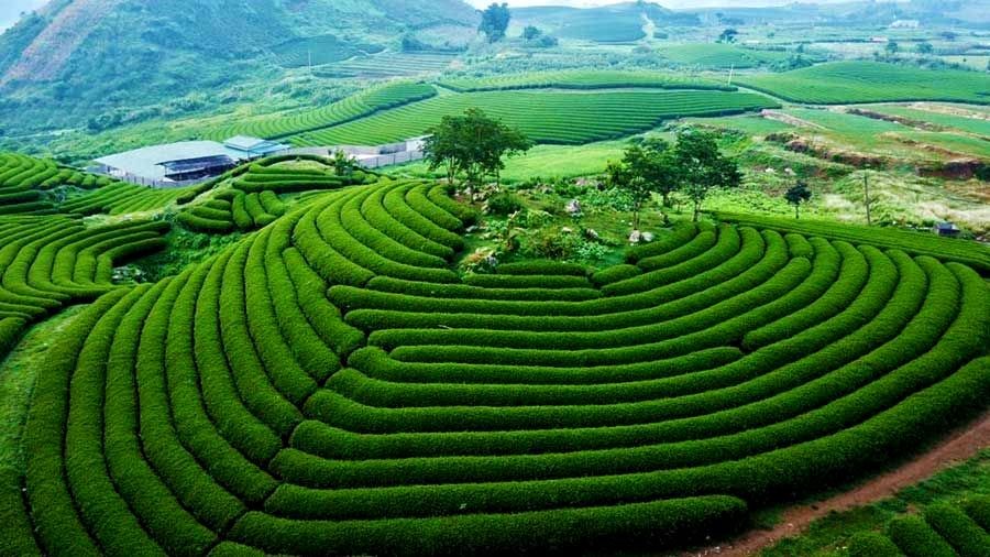 Tháng 3-4 và tháng 9-10 là thời điểm tuyệt nhất để thuê xe lên Mộc Châu