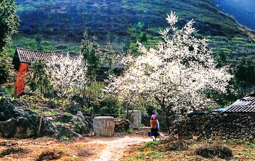 Thời Điểm Nào Đi Mộc Châu Đẹp Nhất