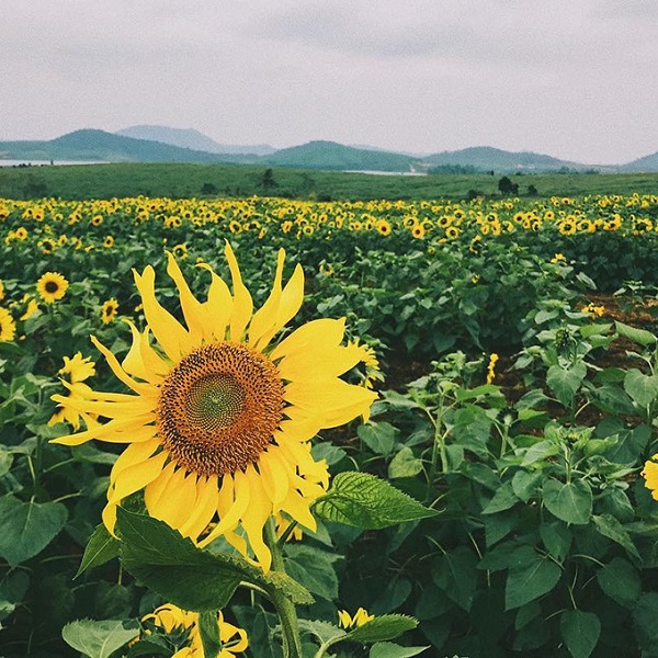 Cánh Đồng Hoa Hướng Dương Nghĩa Đàn